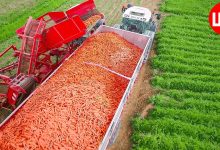 carrots harvesting and processing technology