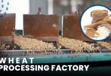 wheat flour mill processing plant